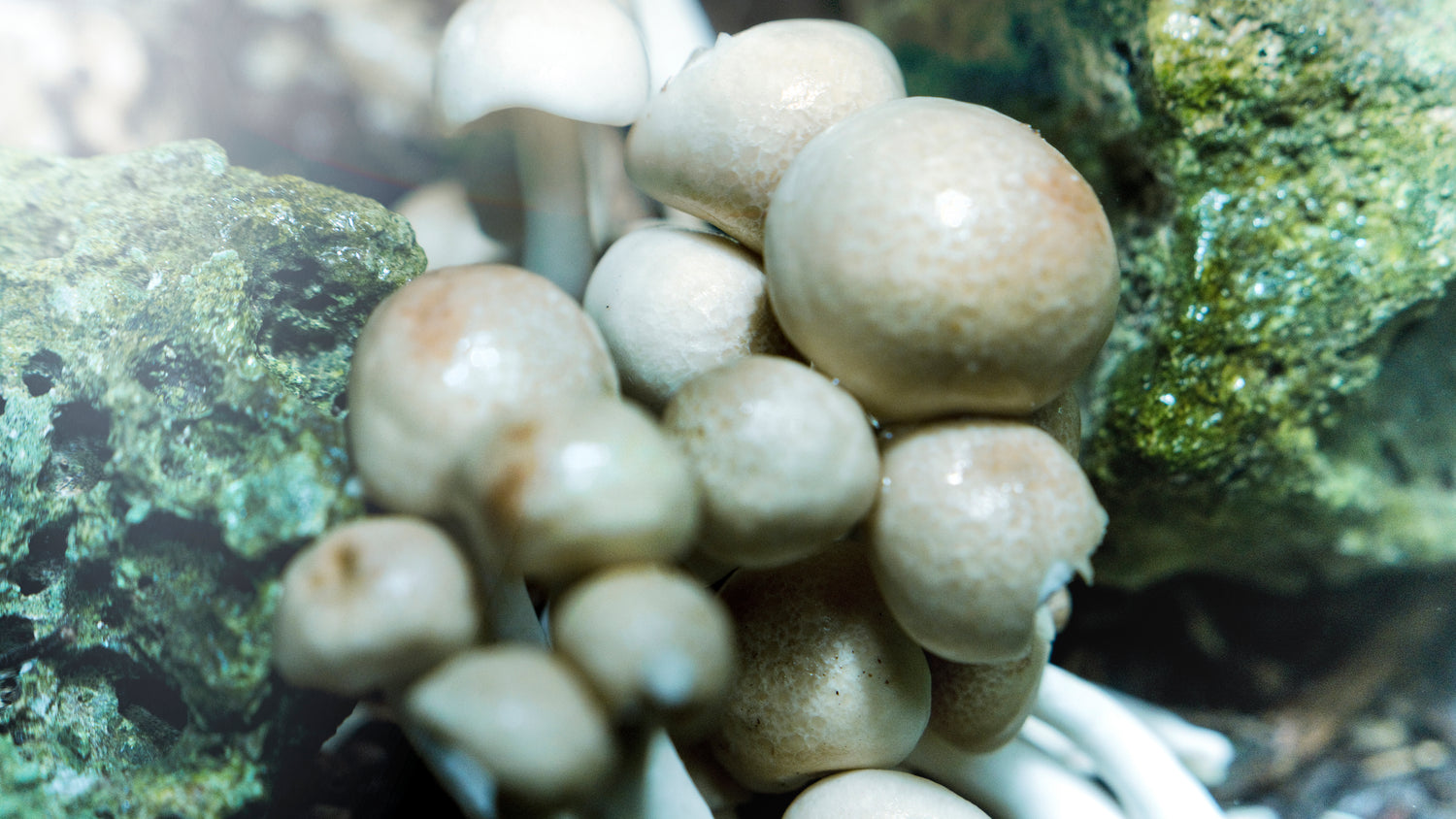 INTRA